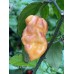 Bhut x Neyde Pepper Seeds Bhut x Neyde Pepper Seeds
