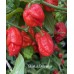 Bhutlah Decratrat Pepper Seeds 