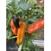 Pippin’s Golden Honey Pepper Seeds 