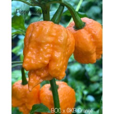BOC x GKB Orange Pepper Seeds 
