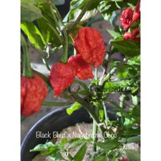Black Bhut x Chocolate Nagabrains Pepper Seeds Black Bhut x Chocolate Nagabrains Pepper Seeds