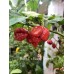 Butch T x Reaper Scorpion Pepper Seeds