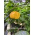 7-Pot White x Big Yellow Mama Pepper Seeds 