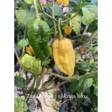 Jays Ghost Red x Moraga Yellow Pepper Seeds Jays Ghost Red x Moraga Yellow Pepper Seeds
