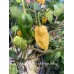 Jays Ghost Red x Moraga Yellow Pepper Seeds 