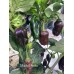 Machu Picchu Pepper Seeds 