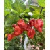 Butch T x Reaper Scorpion Pepper Seeds