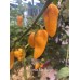 Bonda Ma Jacque Pepper Seeds 