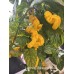 Lightning Habanero Yellow Pepper Seeds Lightning Habanero Yellow Pepper Seeds
