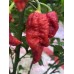 BBMx SRM3 Red Pepper Seeds