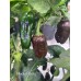 Machu Picchu Pepper Seeds 
