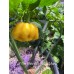 7-Pot White x Big Yellow Mama Pepper Seeds 