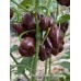 Scotch Bonnet Chocolate Pepper Seeds 