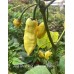 Jays Ghost Red x Moraga Yellow Pepper Seeds 