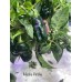 Machu Picchu Pepper Seeds 