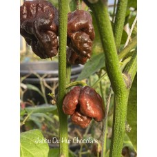 Jabbu Du Hut Chocolate Pepper Seeds 