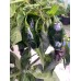 Machu Picchu Pepper Seeds 