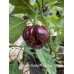 Scotch Bonnet Chocolate Pepper Seeds 