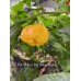 7-Pot White x Big Yellow Mama Pepper Seeds 
