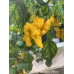 Lightning Habanero Yellow Pepper Seeds Lightning Habanero Yellow Pepper Seeds