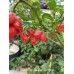 Butch T x Reaper Scorpion Pepper Seeds