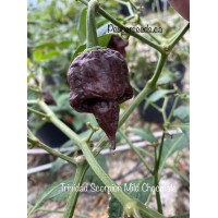 Trinidad Scorpion Mild Chocolate Pepper Seeds 