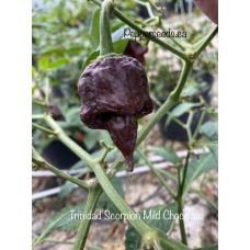 Trinidad Scorpion Mild Chocolate Pepper Seeds 