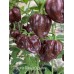 Scotch Bonnet Chocolate Pepper Seeds 