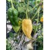 Jays Ghost Red x Moraga Yellow Pepper Seeds 