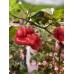 Butch T x Reaper Scorpion Pepper Seeds