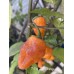 7-Pot JPN Orange Pepper Seeds 