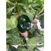 Machu Picchu Pepper Seeds 