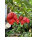 Butch T x Reaper Scorpion Pepper Seeds