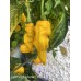Lightning Habanero Yellow Pepper Seeds Lightning Habanero Yellow Pepper Seeds