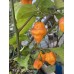 7-Pot JPN Orange Pepper Seeds 