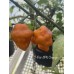 7-Pot JPN Orange Pepper Seeds 