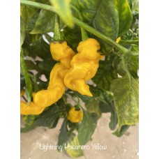 Lightning Habanero Yellow Pepper Seeds 
