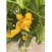 Lightning Habanero Yellow Pepper Seeds Lightning Habanero Yellow Pepper Seeds