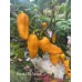 Bonda Ma Jacque Pepper Seeds 