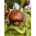 Jabbu Du Hut Chocolate Pepper Seeds 