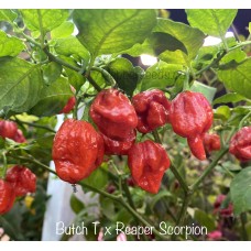 Butch T x Reaper Scorpion Pepper Seeds Butch T x Reaper Scorpion Pepper Seeds