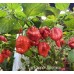 Butch T x Reaper Scorpion Pepper Seeds