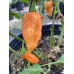 Bhut Jolokia Peach x Jonah Pepper Seeds 