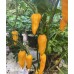 Bonda Ma Jacque Pepper Seeds 