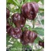 Scotch Bonnet Chocolate Pepper Seeds 