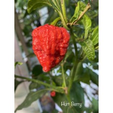 Hurt Berry Pepper Seeds Hurt Berry Pepper Seeds
