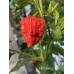 Hurt Berry Pepper Seeds Hurt Berry Pepper Seeds