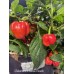 Habanero Hawaii Beach Pepper Seeds Habanero Hawaii Beach Pepper Seeds