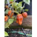 7-Pot JPN Orange Pepper Seeds 