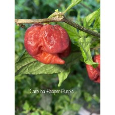 Carolina Reaper Purple Pepper Seeds Carolina Reaper Purple Pepper Seeds